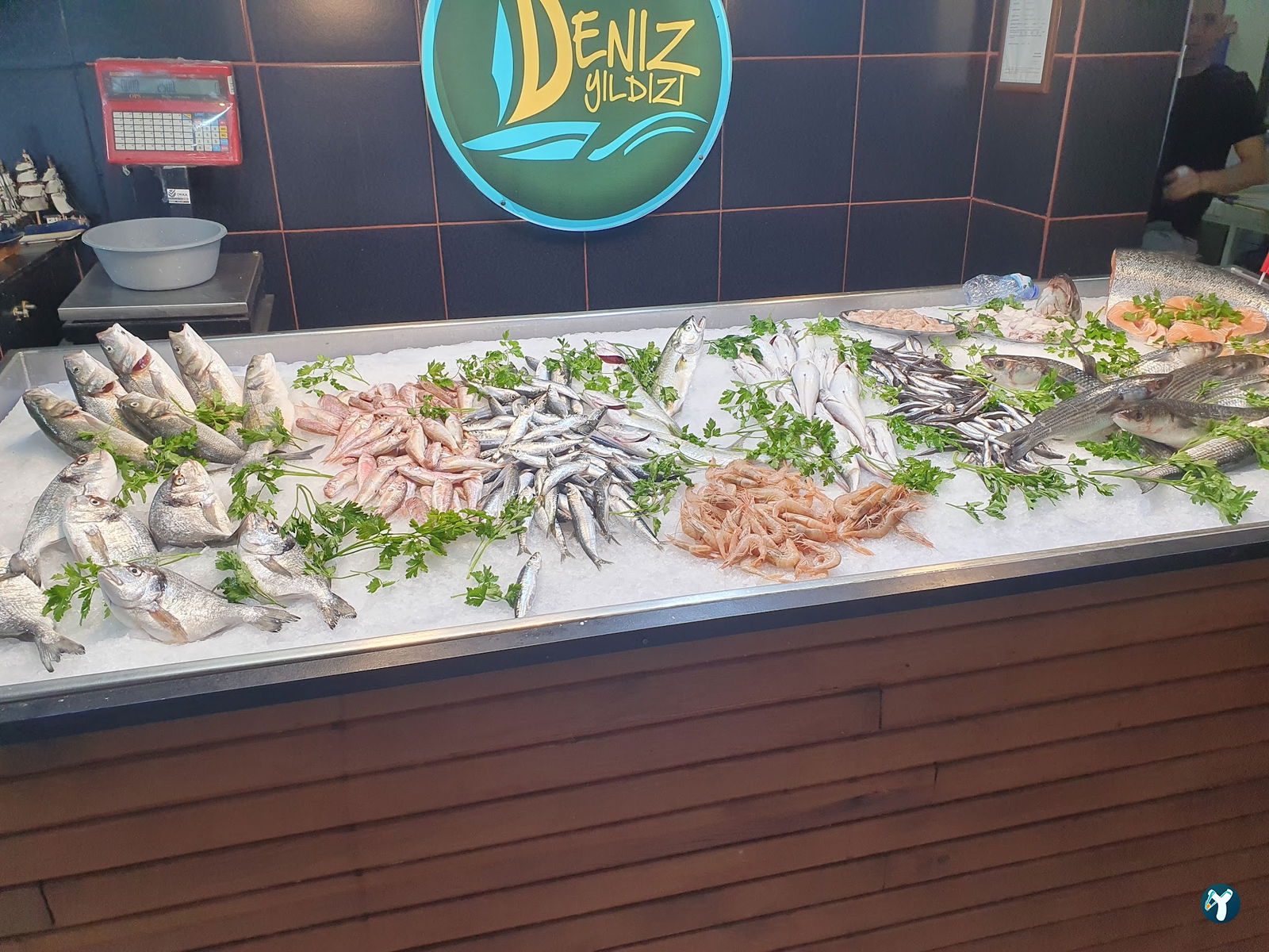 Deniz Yildizi