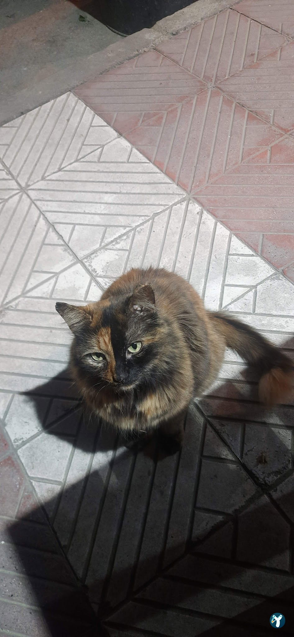 Deniz Yildizi
