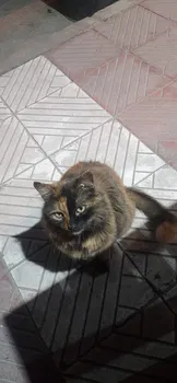 Deniz Yildizi resimleri