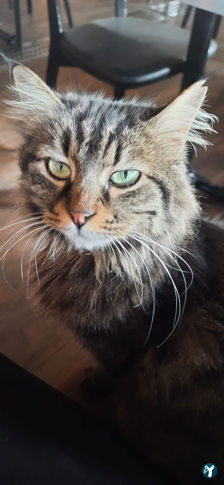 Ottimo