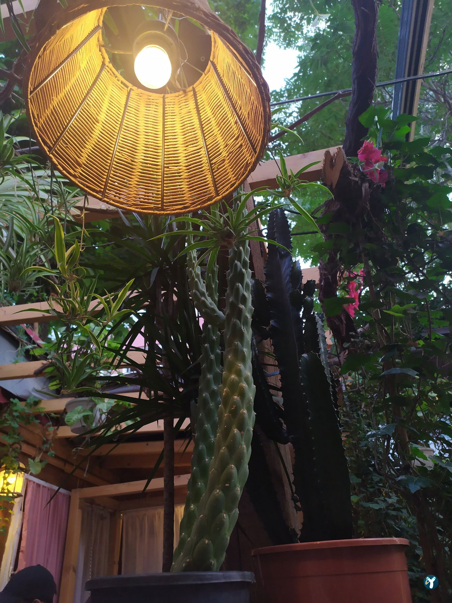 Cafe Botanica