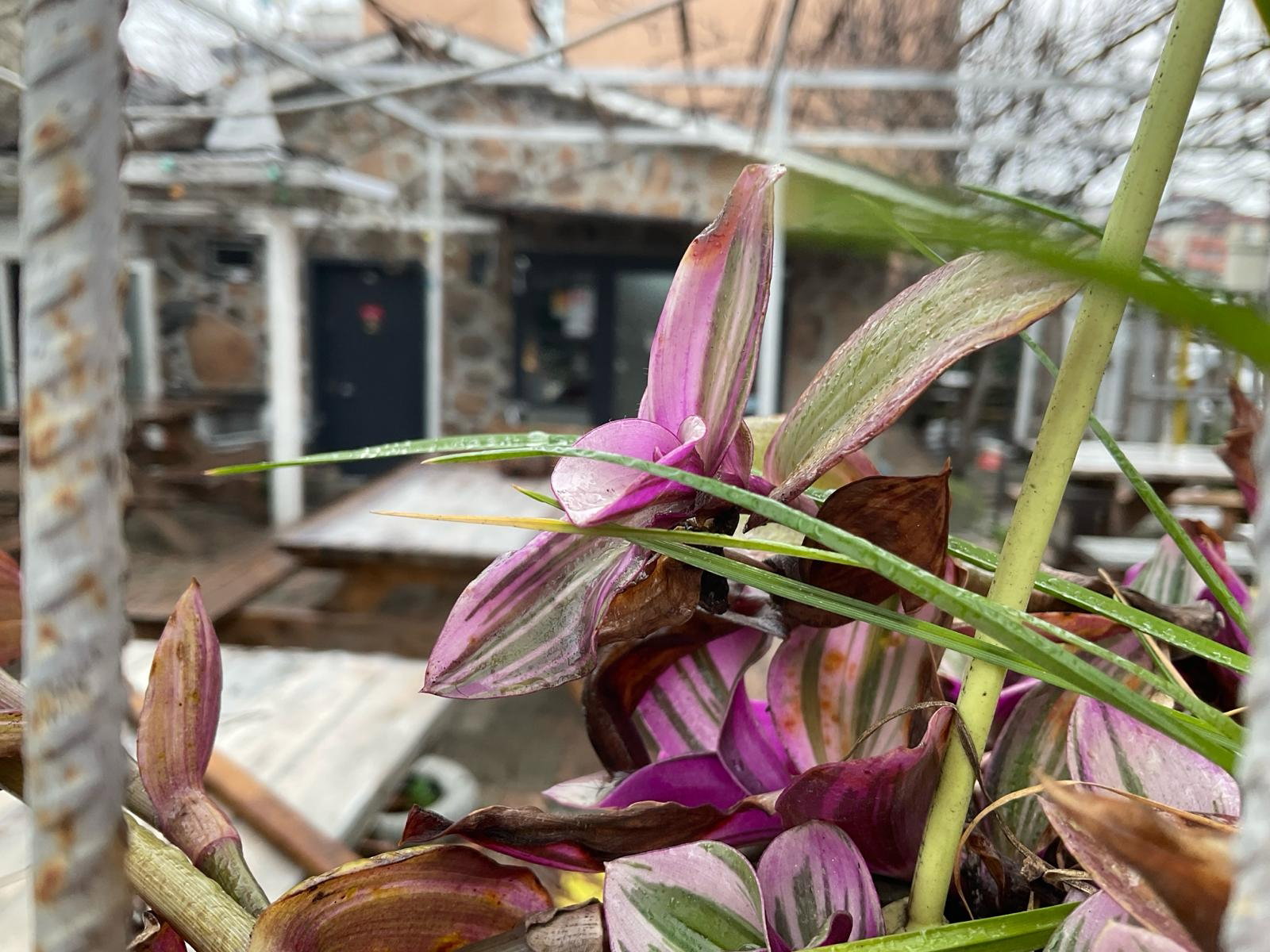 Malabadi Dağkapı Ciğerci