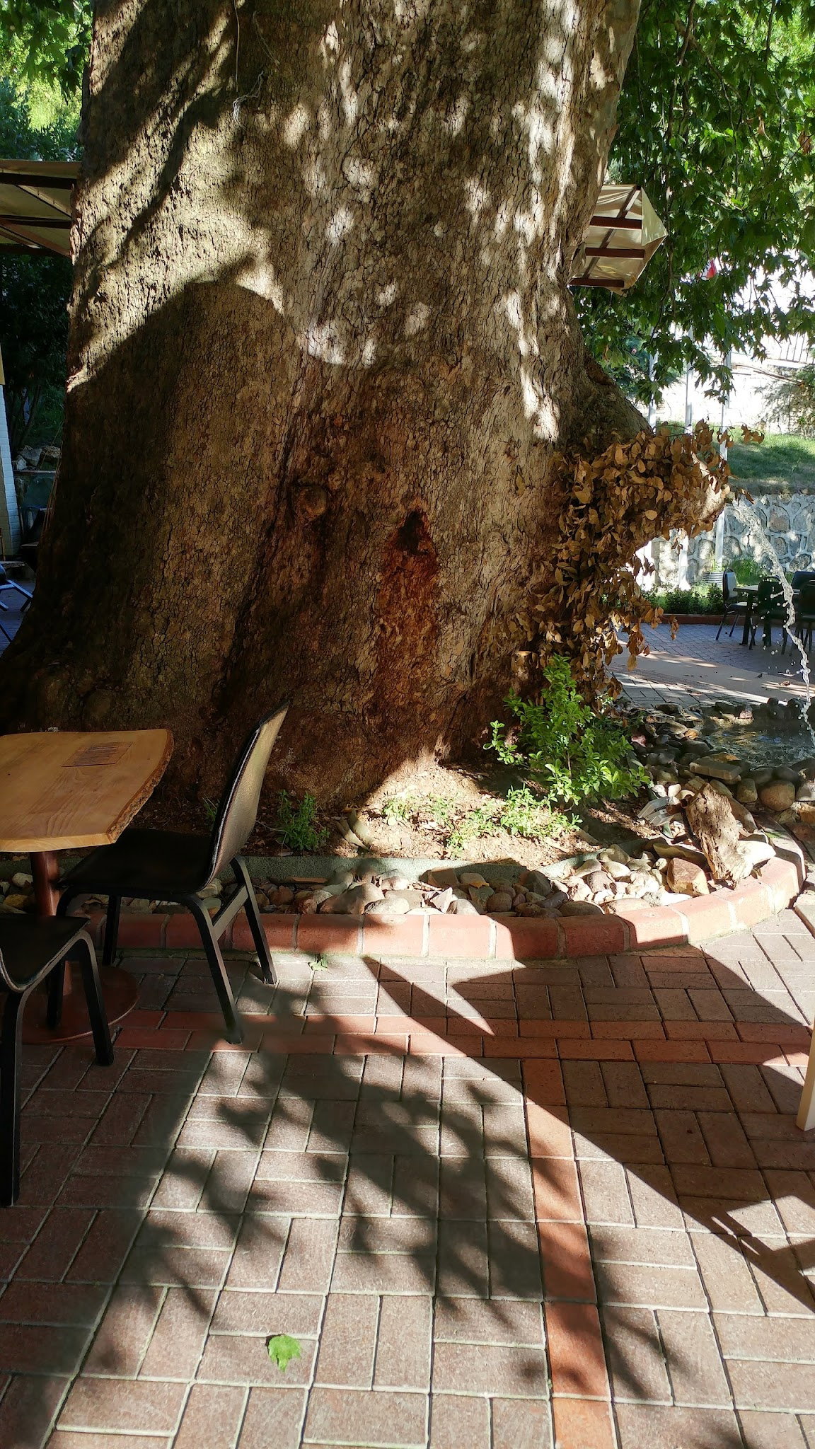 Çınaraltı Cafe