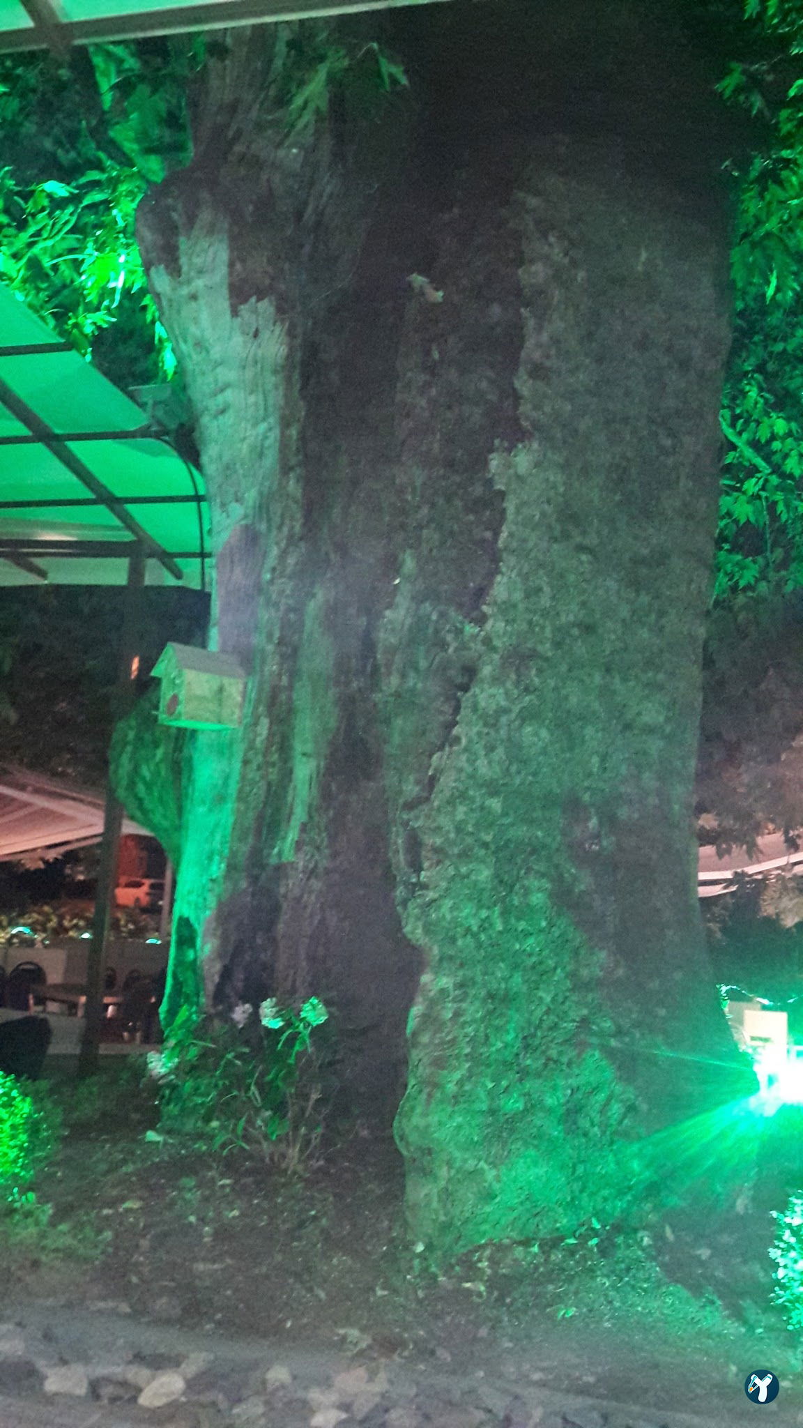 Çınaraltı Cafe