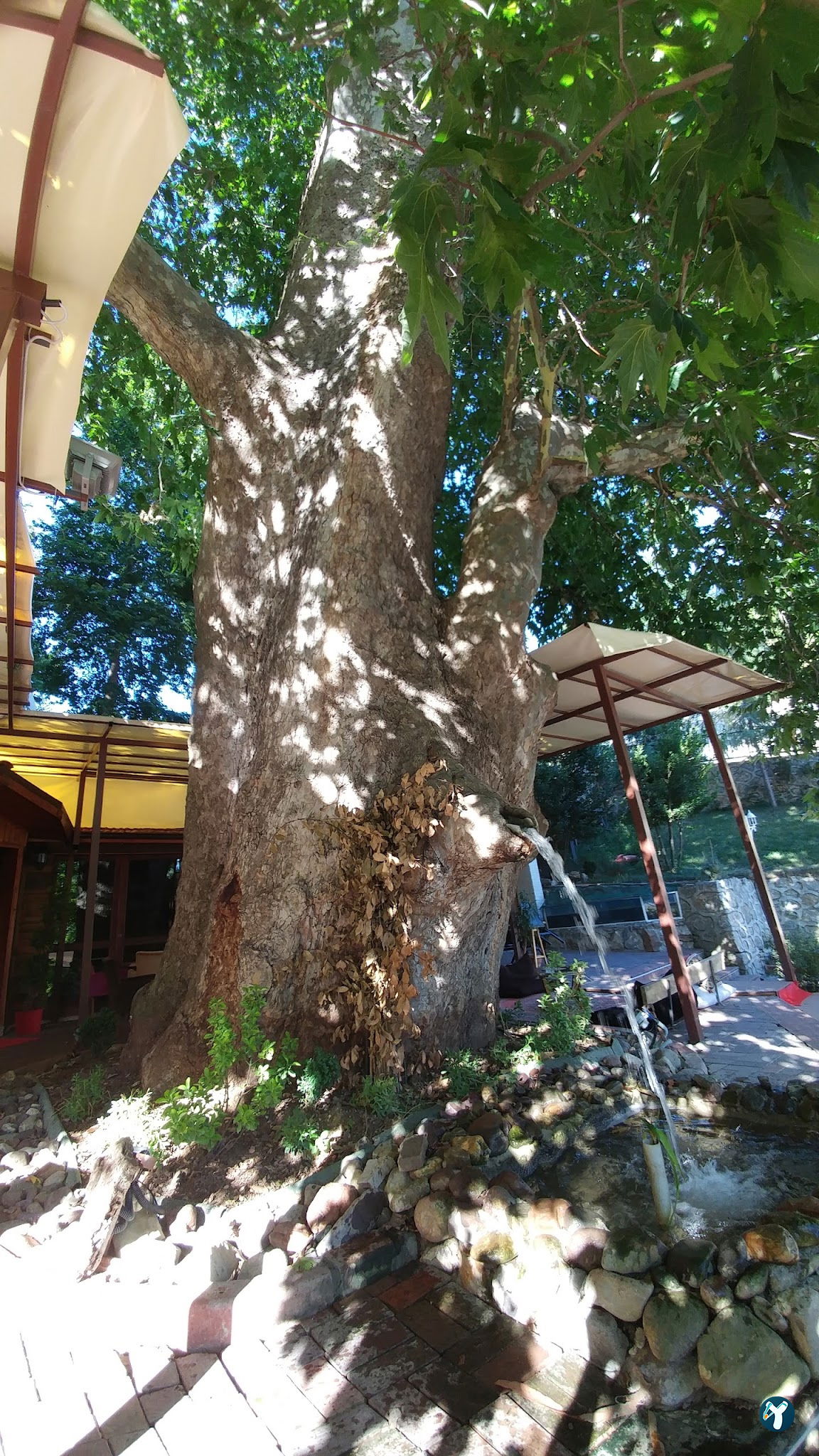 Çınaraltı Cafe