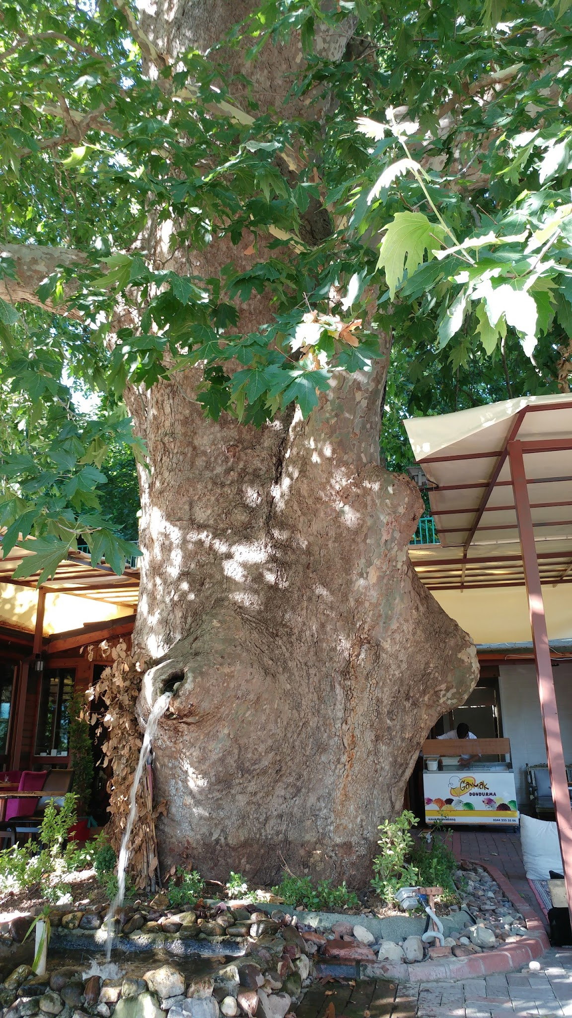 Çınaraltı Cafe