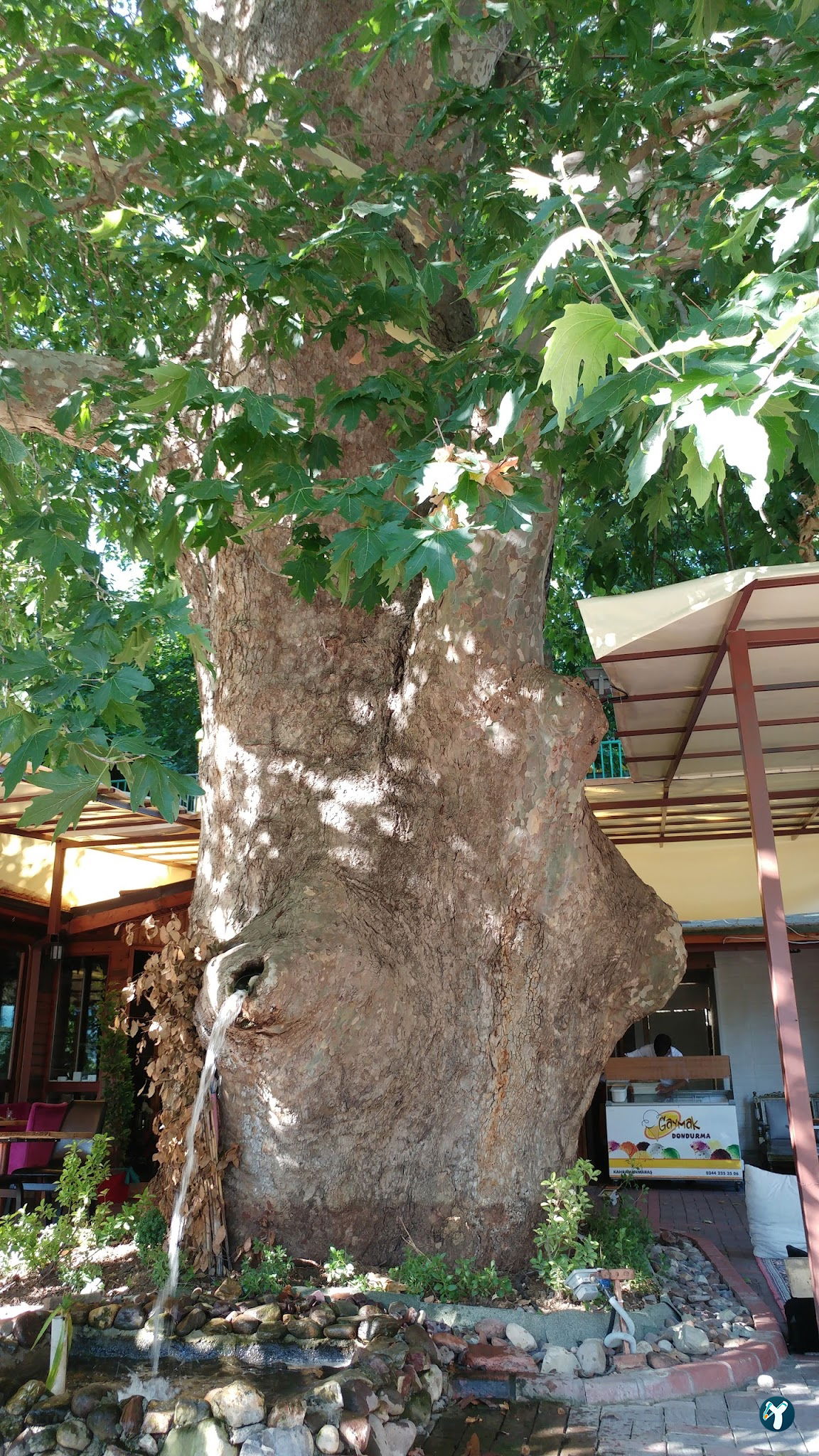 Çınaraltı Cafe