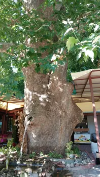Çınaraltı Cafe resimleri