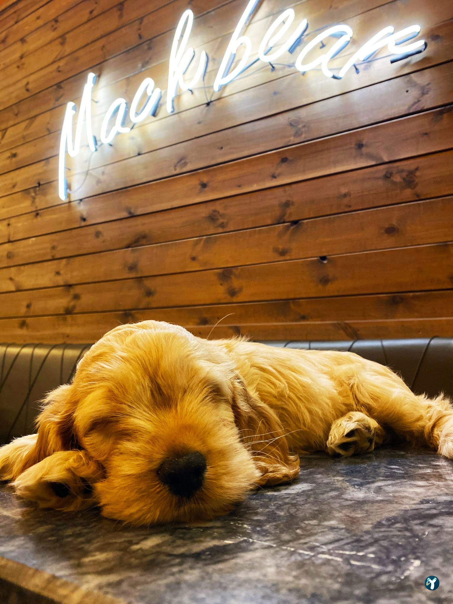 Mackbear Coffee Co. - Etimesgut - Ahimesut