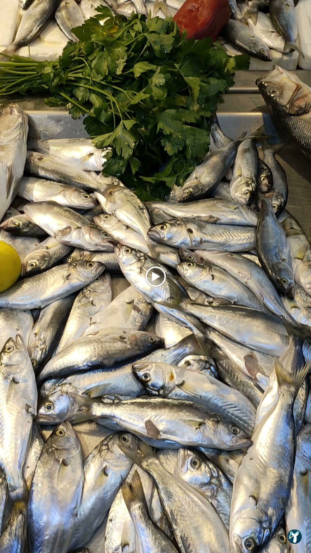 Isparta'Nin En Taze Balikçisi - Kaya Balik