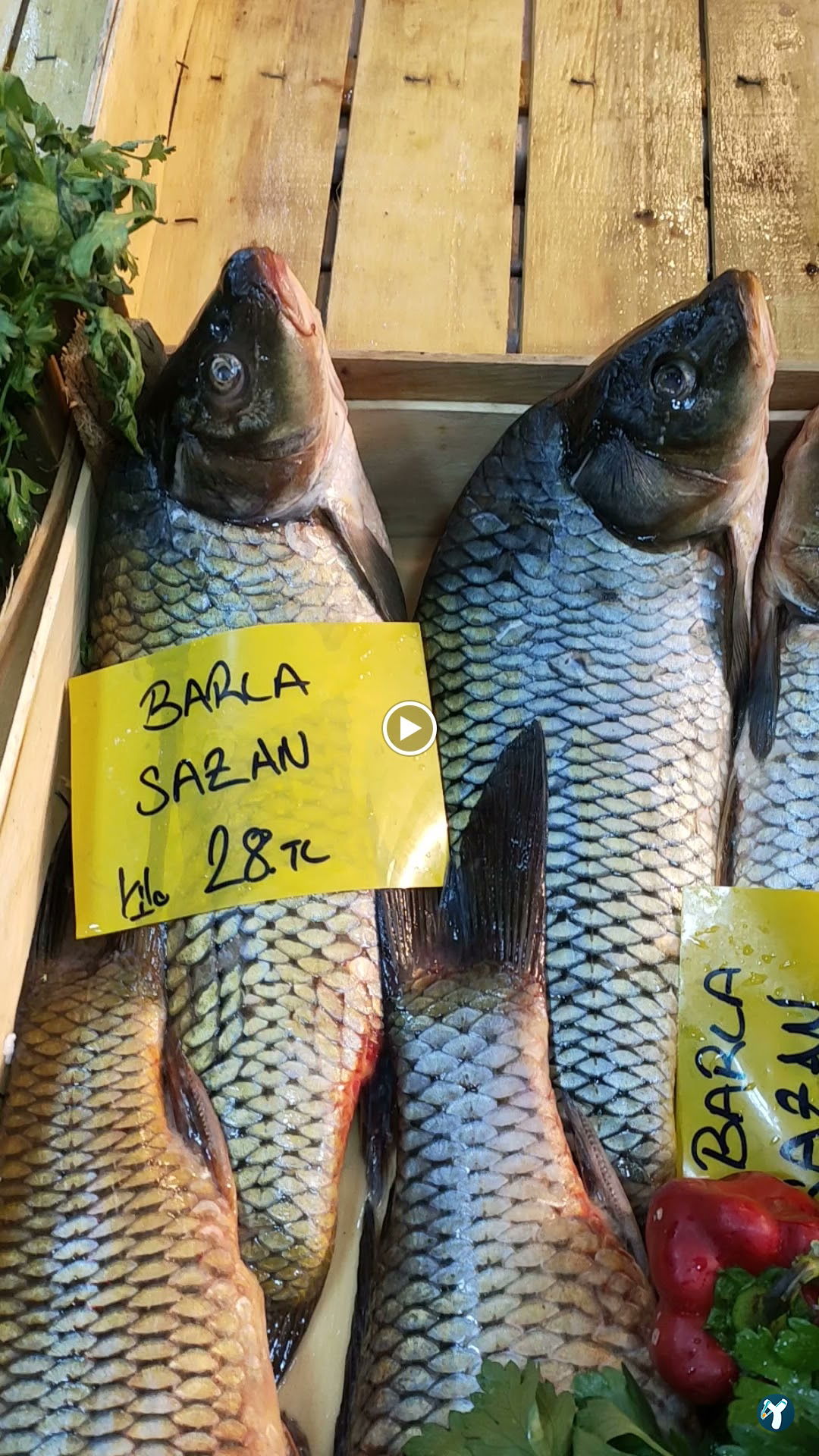 Isparta'Nin En Taze Balikçisi - Kaya Balik