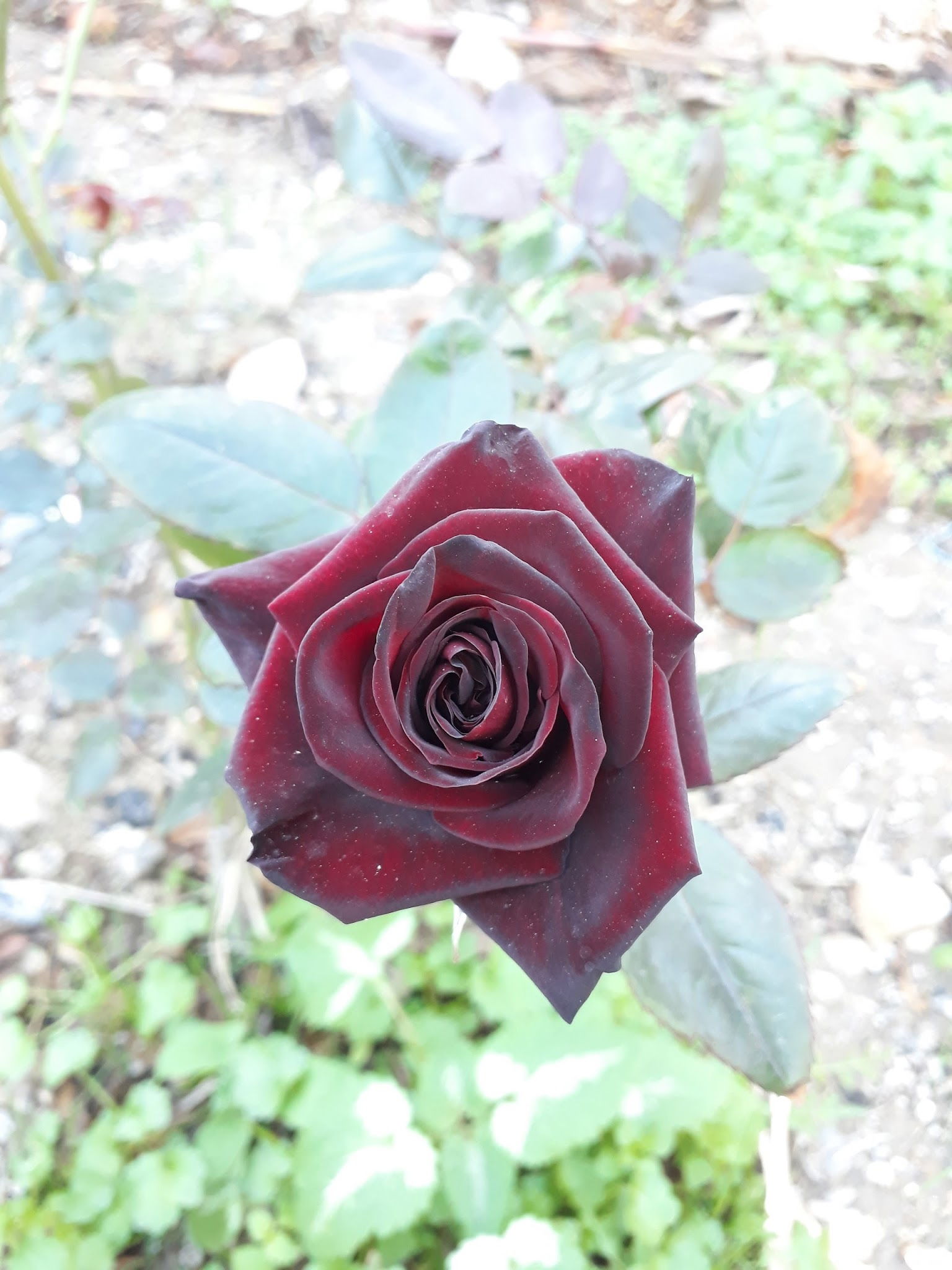 Sünger Pizza Restaurant