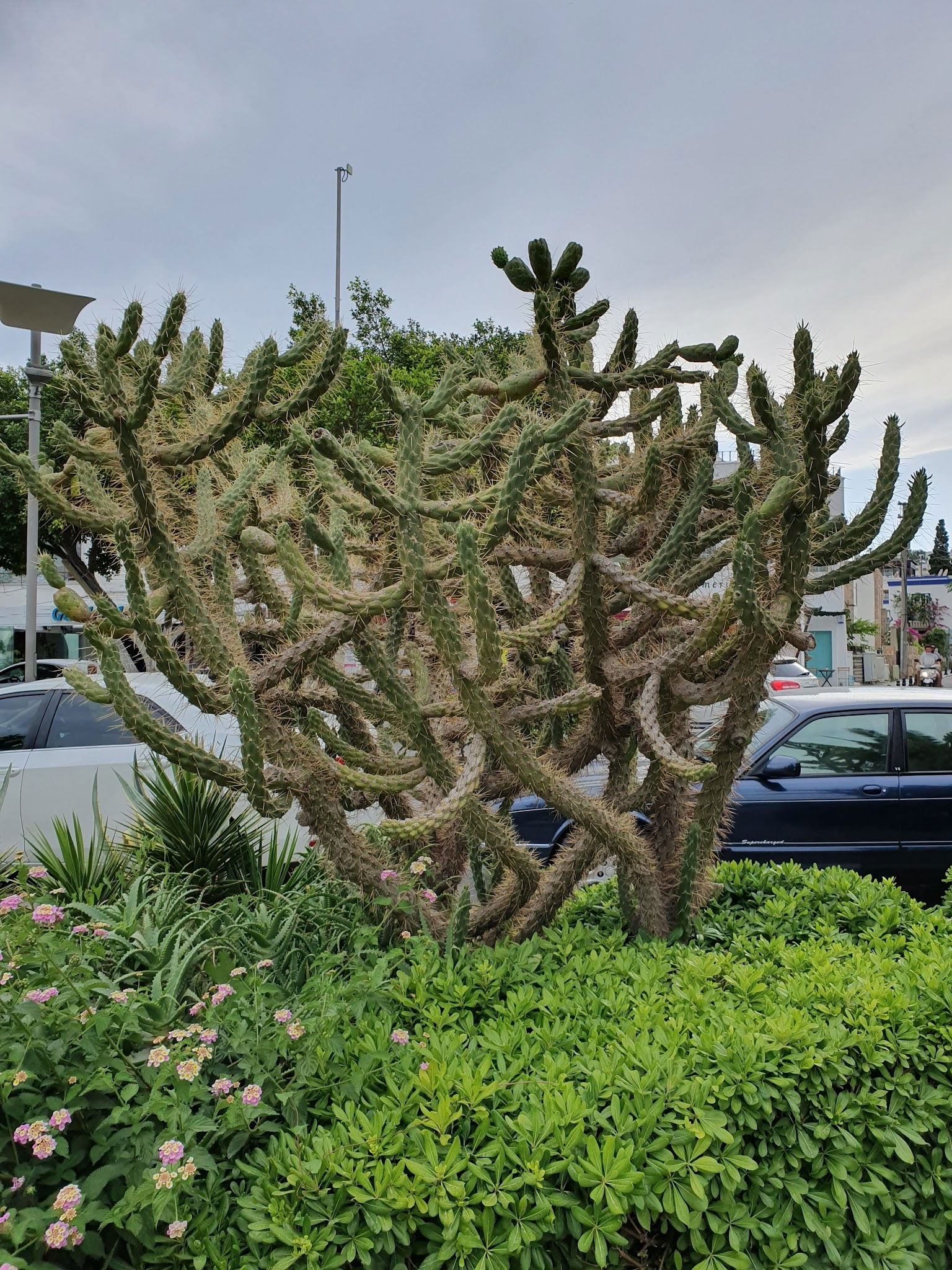 Sünger Pizza Restaurant