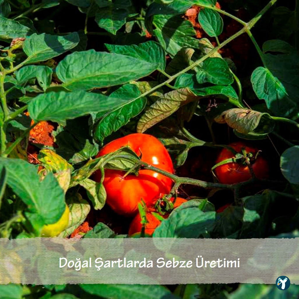 Tekser İnşaat Gıda Sanayi Ve Ticaret Ltd. Şti.