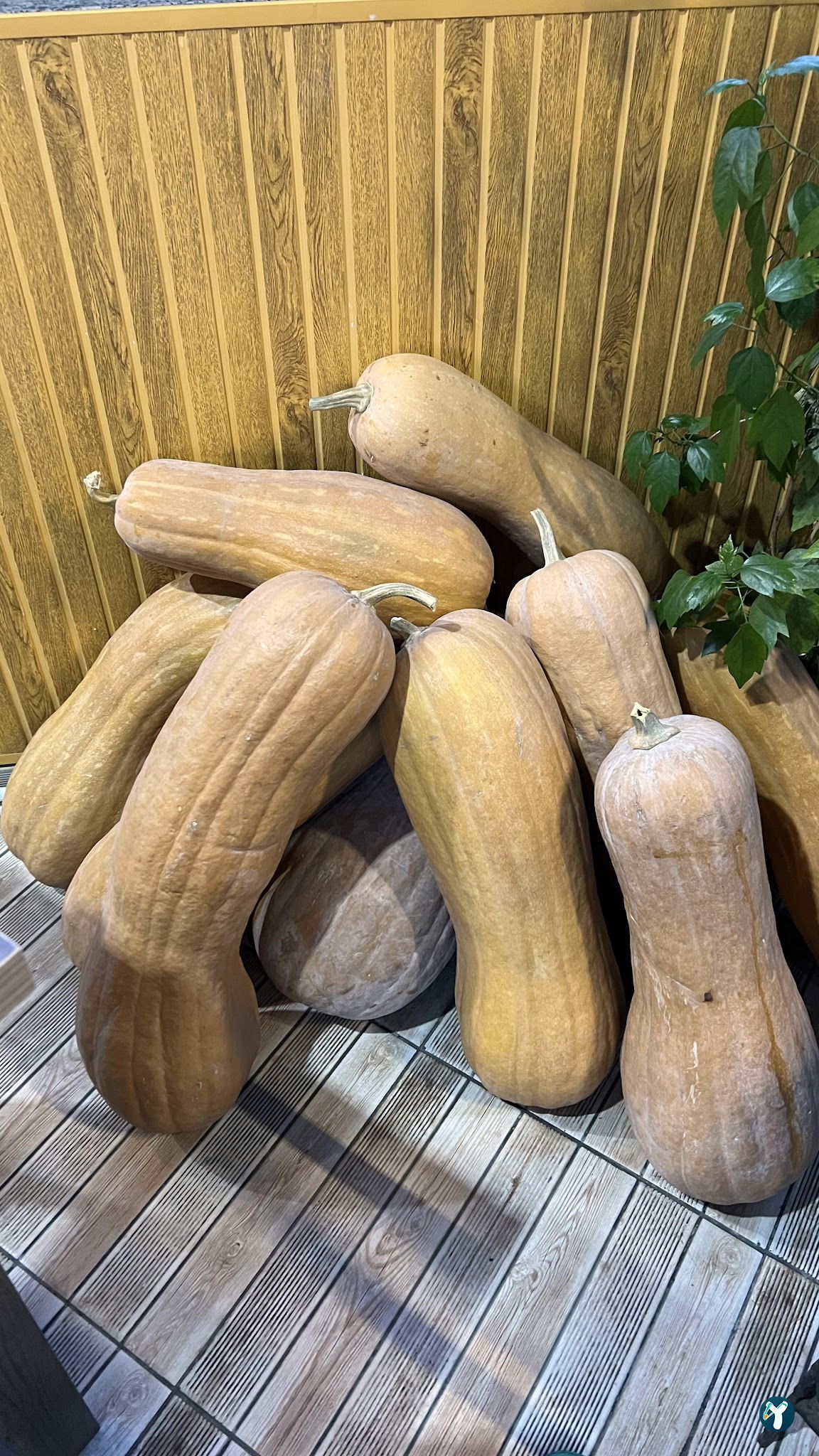 Çorbaci Dede