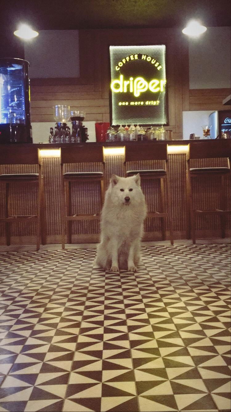 Dripper Coffee House