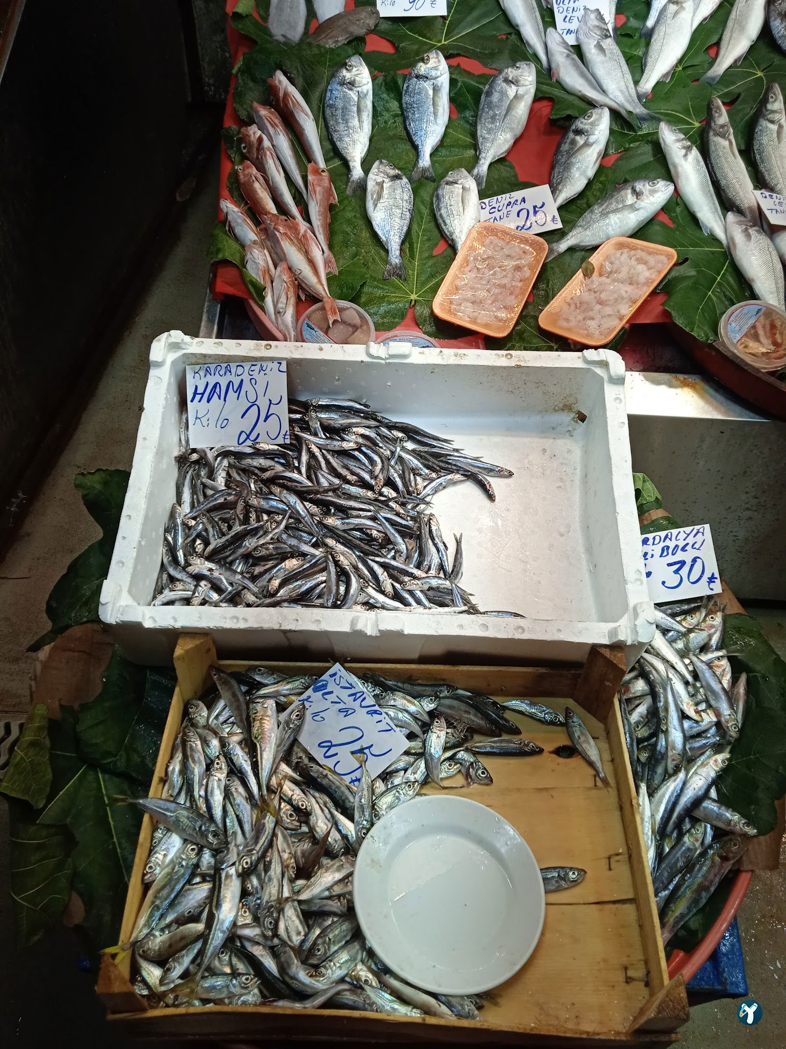 Ahtapot Restaurant