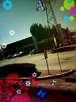 Fesleğen Kır Bahçesi Işıklı Aydin resimleri