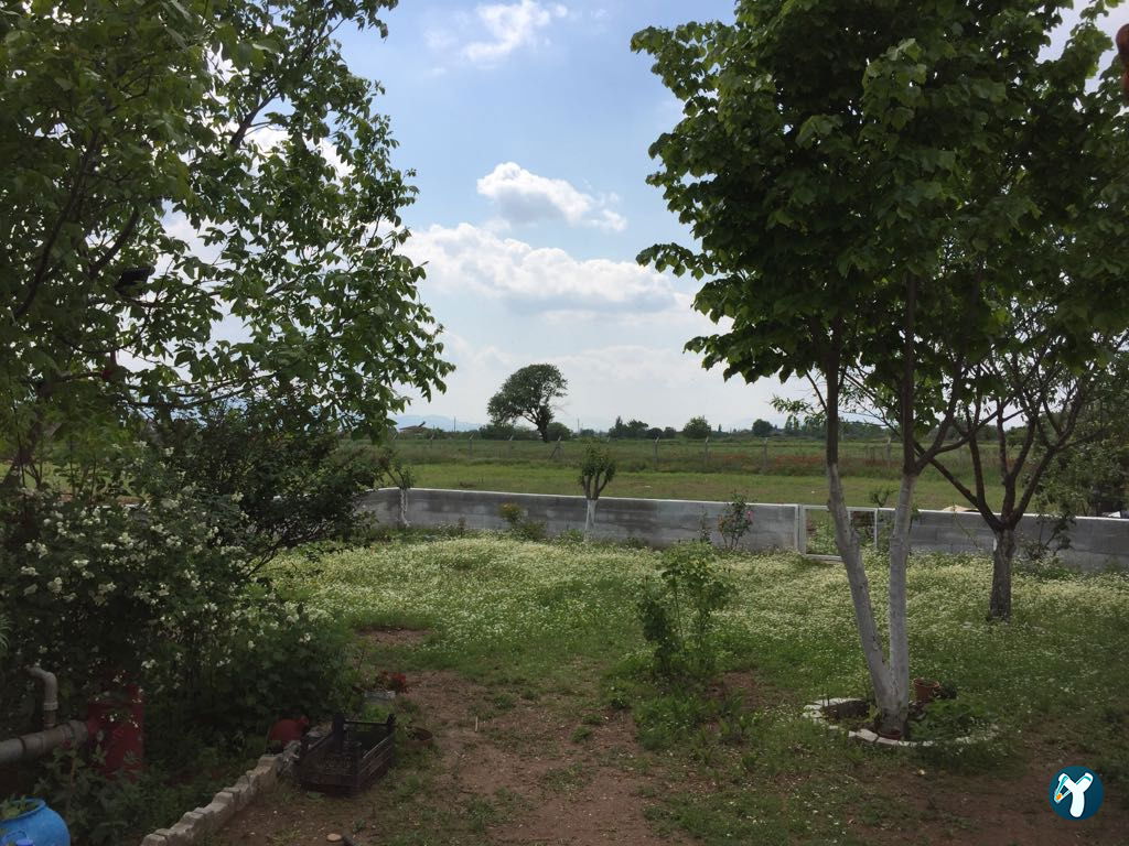 Fesleğen Kır Bahçesi Işıklı Aydin