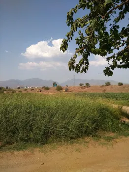 Fesleğen Kır Bahçesi Işıklı Aydin resimleri
