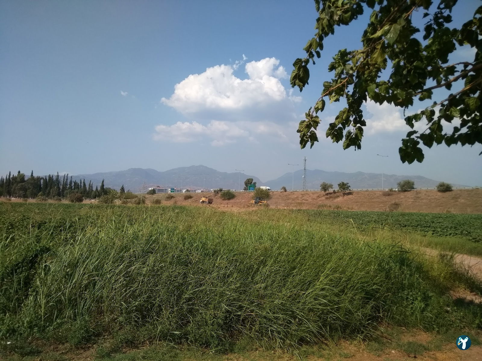 Fesleğen Kır Bahçesi Işıklı Aydin