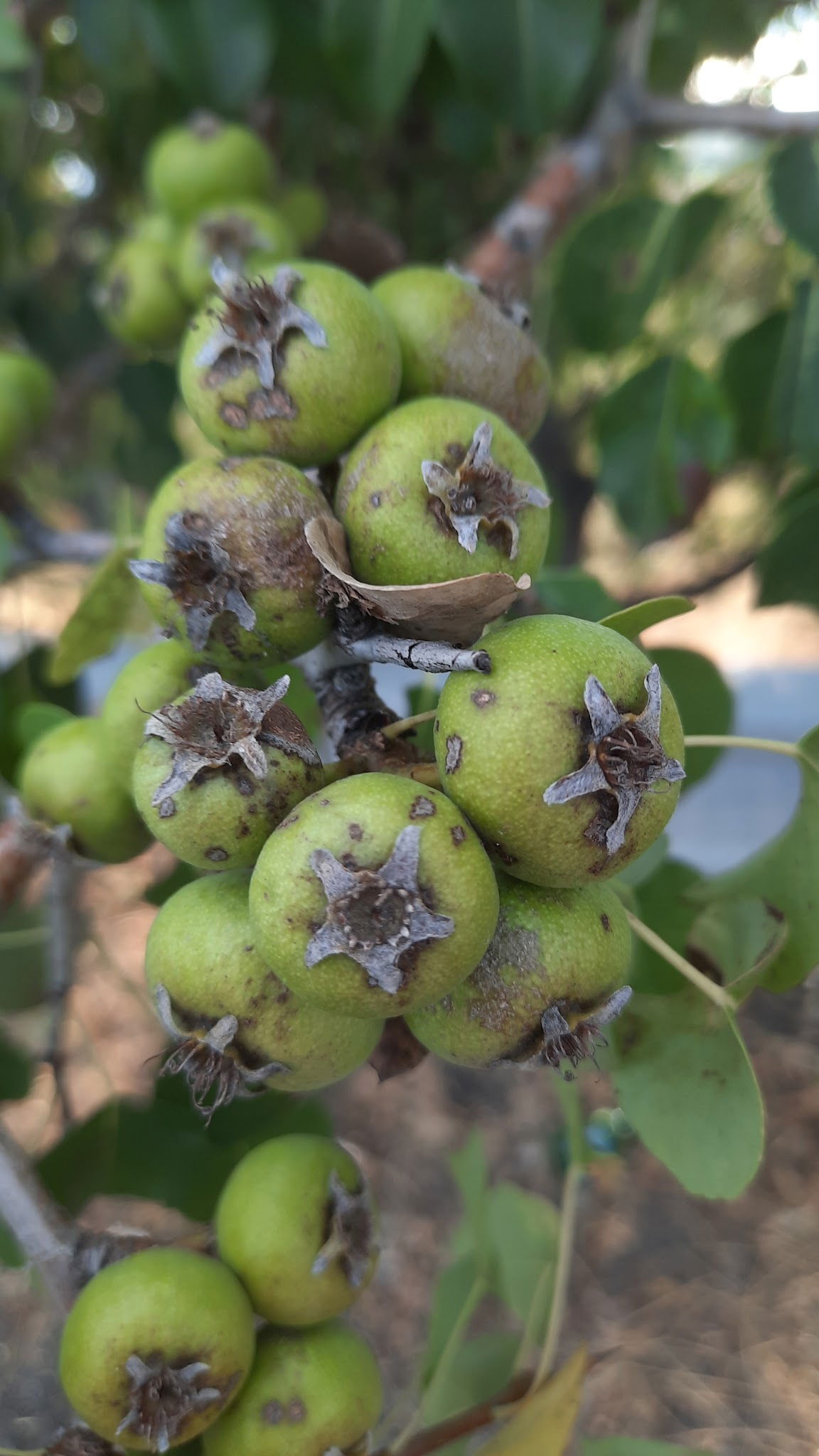 Çamlıdere Gölpark Tesisleri (Düğün, Kahvaltı, Mangal)