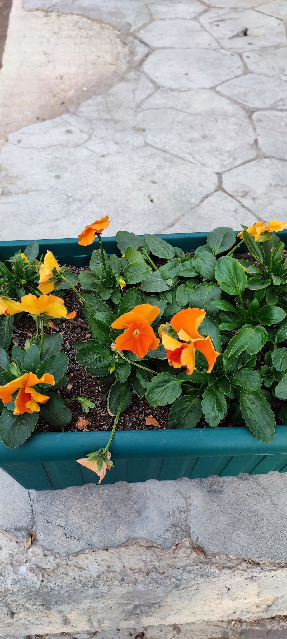 Çamlıdere Gölpark Tesisleri (Düğün, Kahvaltı, Mangal)