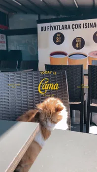 Mcdonald'S resimleri