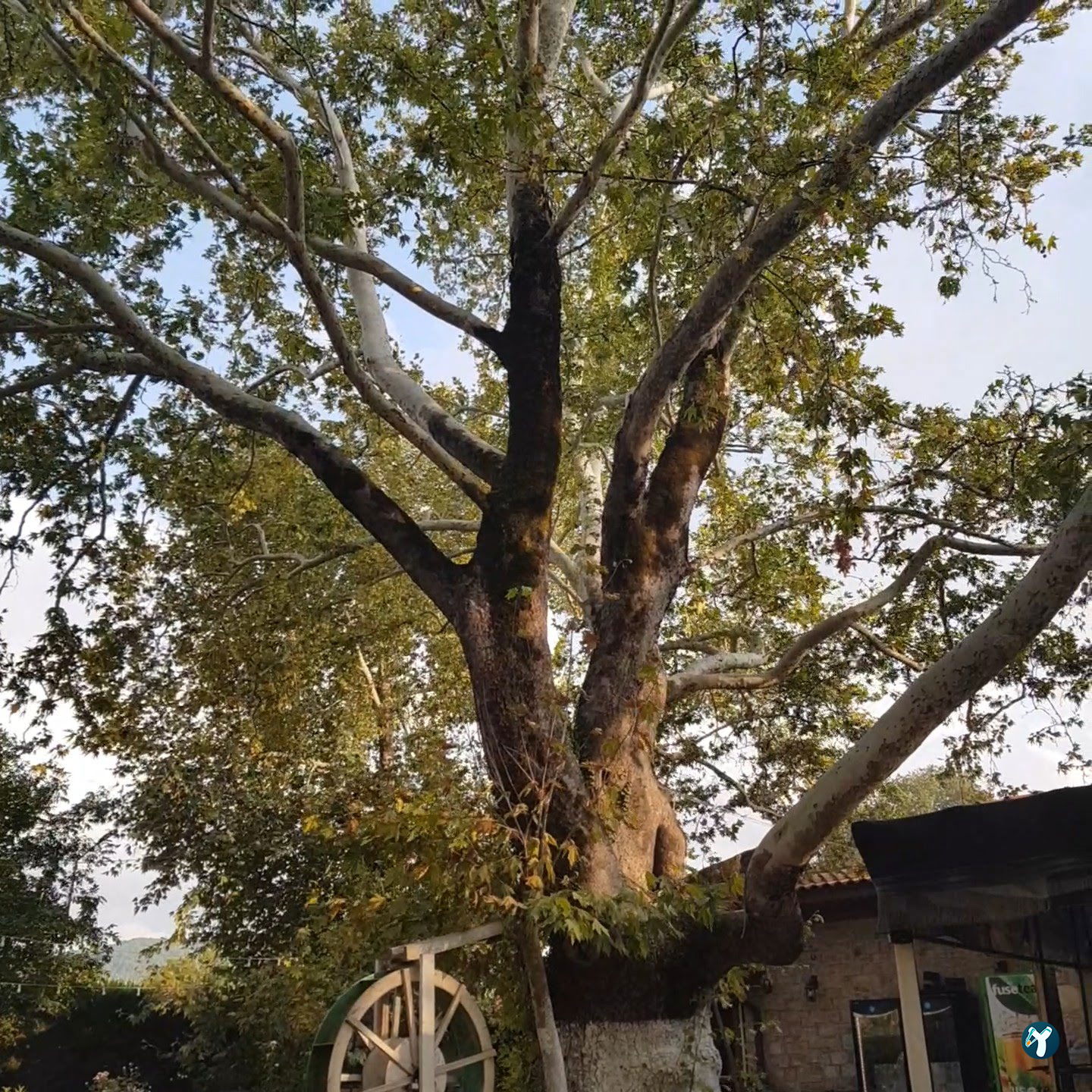 Süpüroğlu Restaurant