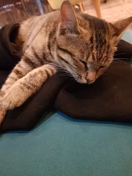 Paşa Kahvesi resimleri