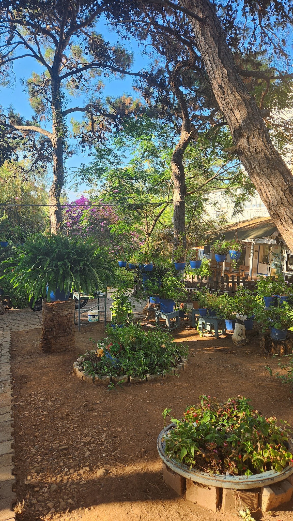 Club Mavi Restaurant