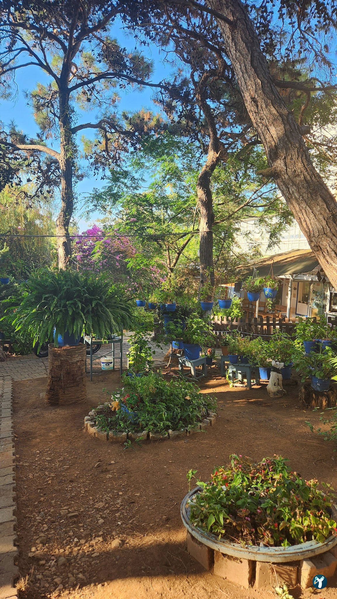 Club Mavi Restaurant