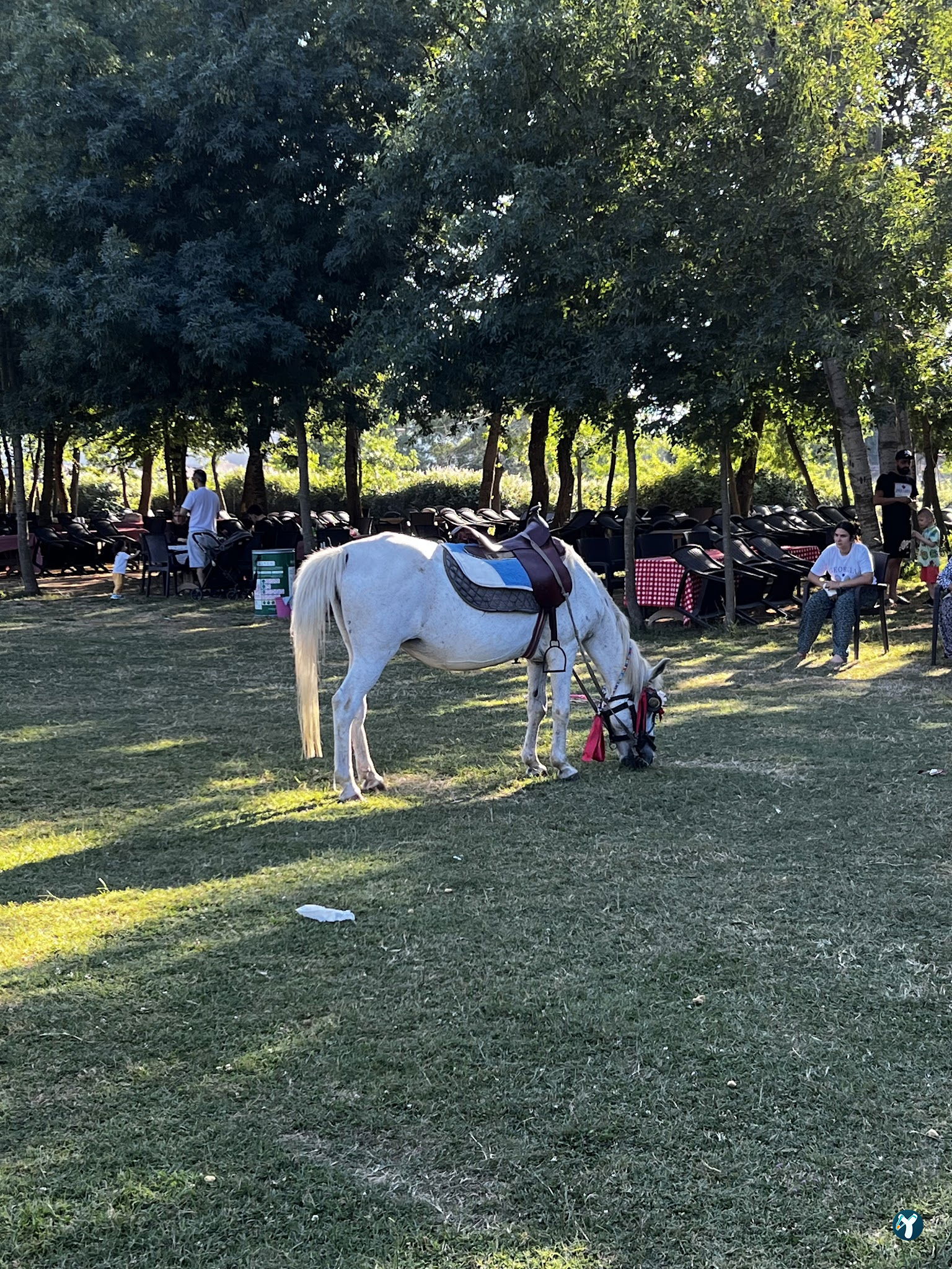 Çinar Pi̇kni̇k Alani