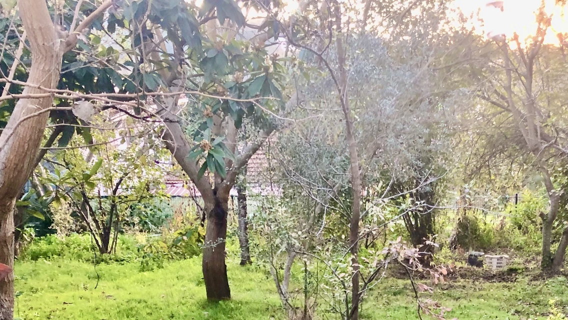 Köyüm Kafe - Köy Yumurtası - Yöresel Ürünler Manda - Keçi Yoğurdu