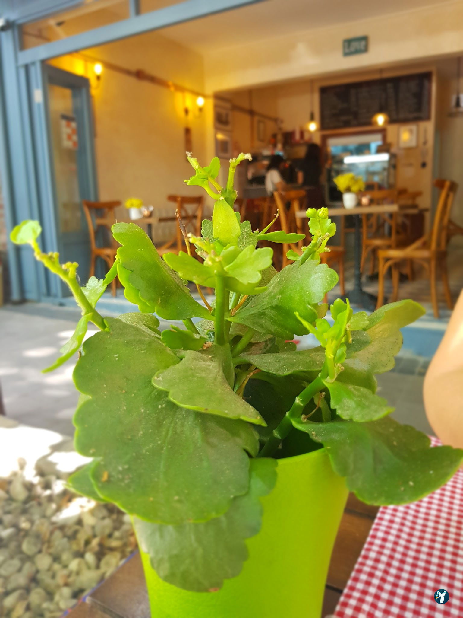 Island Cafe Kuzguncuk