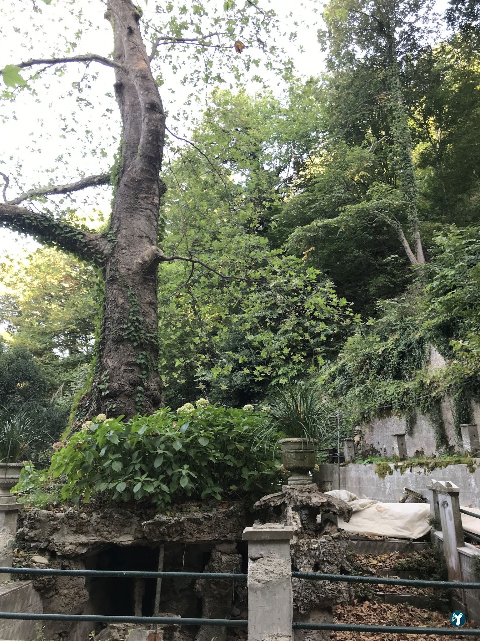 Sarıyer Korusu Plato