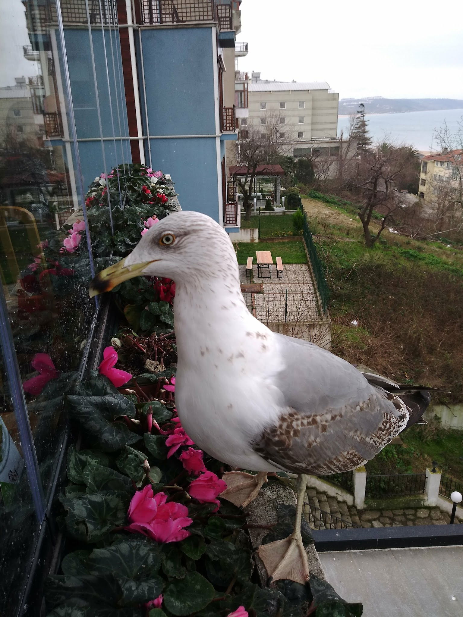 Bi̇li̇r Pastry Shop