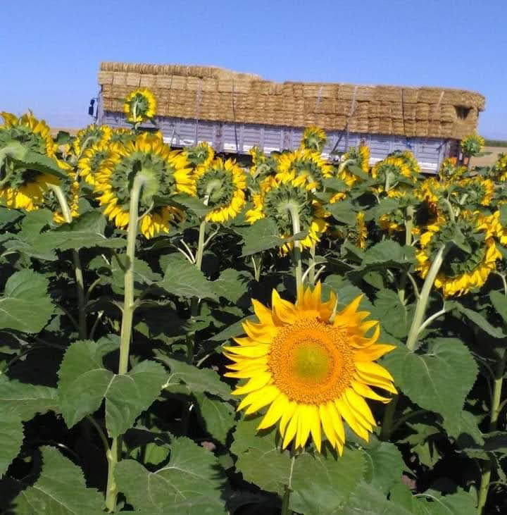 Alamos Et Restaurant & Kır Düğün Salonu