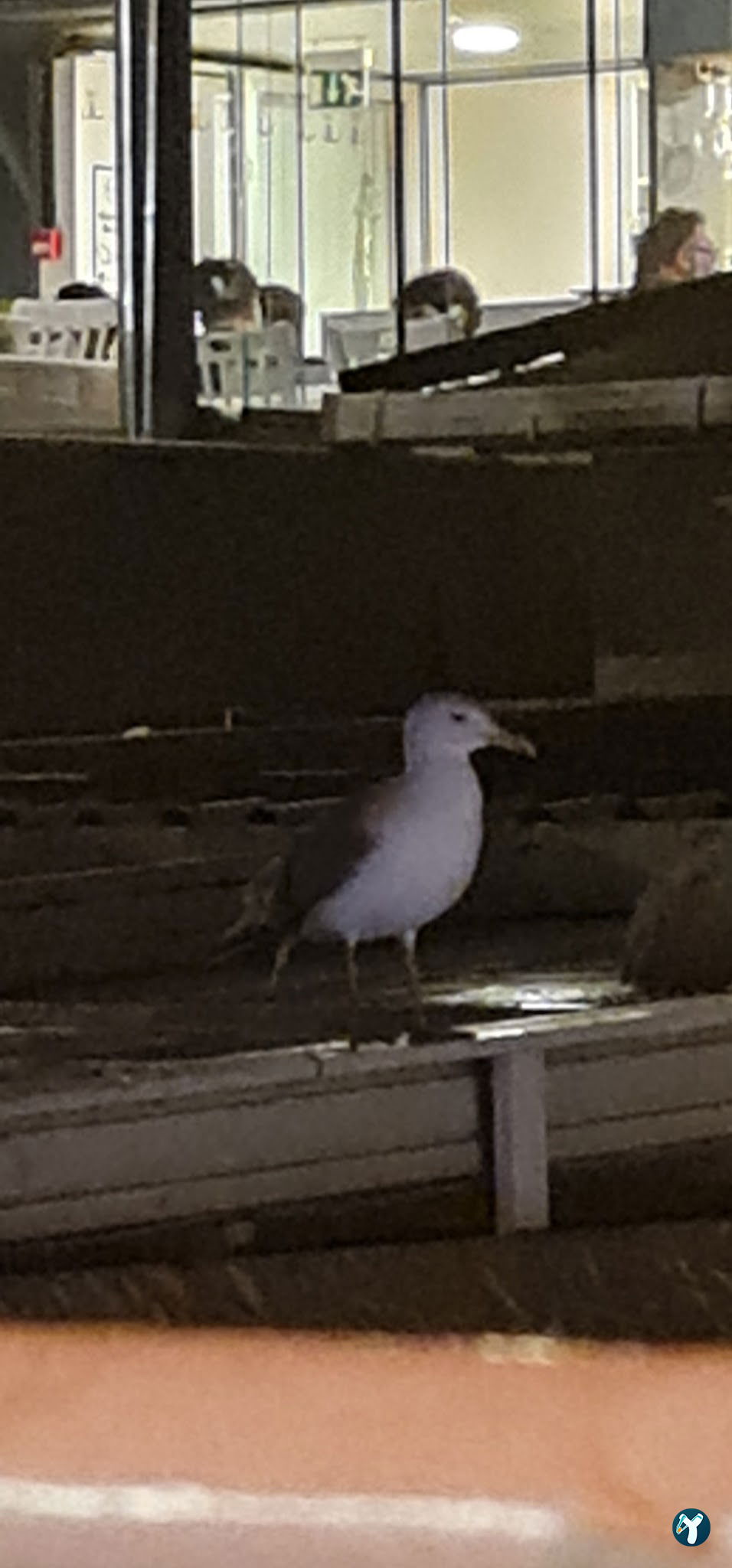 Kadıköy Balıkçısı Hayati