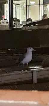 Kadıköy Balıkçısı Hayati resimleri
