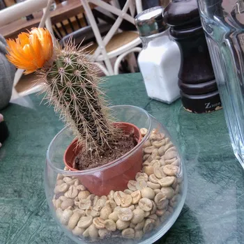 Kukina Le Jardin resimleri Kukina Le Jardin resimleri