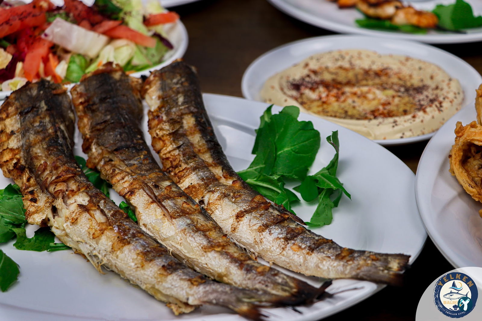 Yelken Balıkçılık