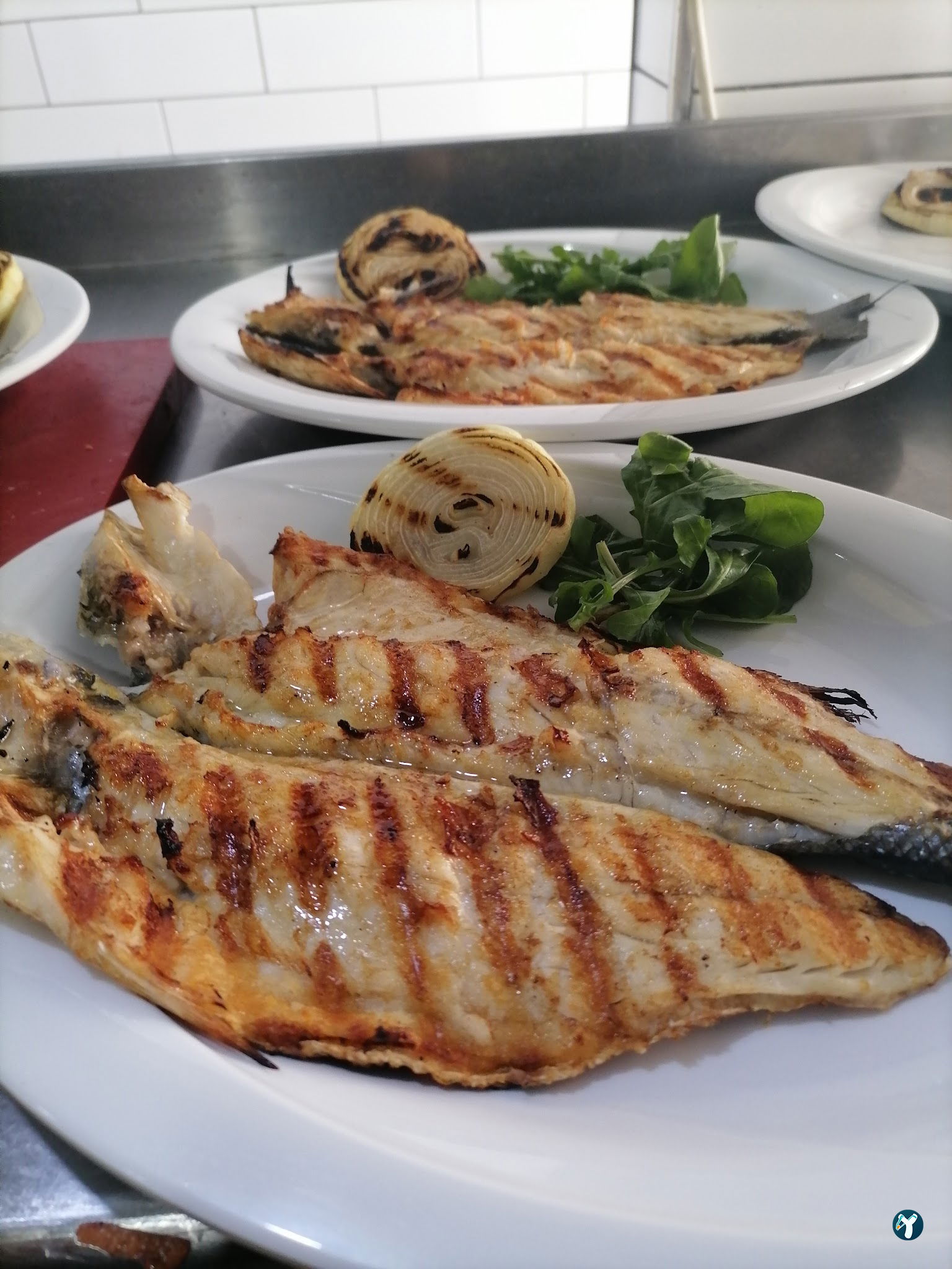 Yelken Balıkçılık