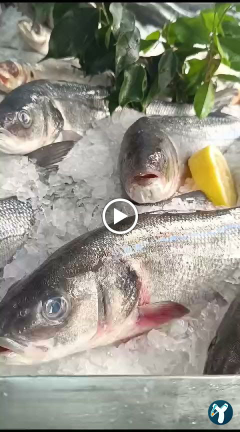 Yelken Balıkçılık