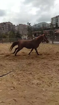 Altınköy Döngeller Konağı Binicilik Merkezi resimleri Altınköy Döngeller Konağı Binicilik Merkezi resimleri