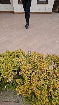 Yüce Hünkar resimleri