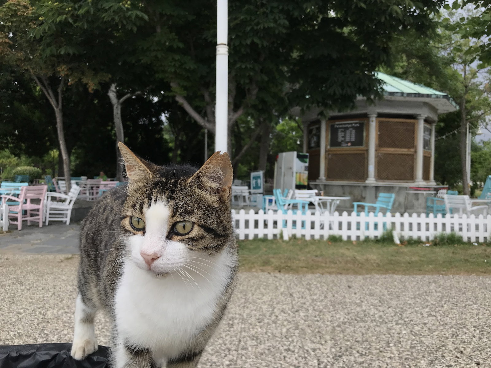 Khalkedon Fenerbahçe