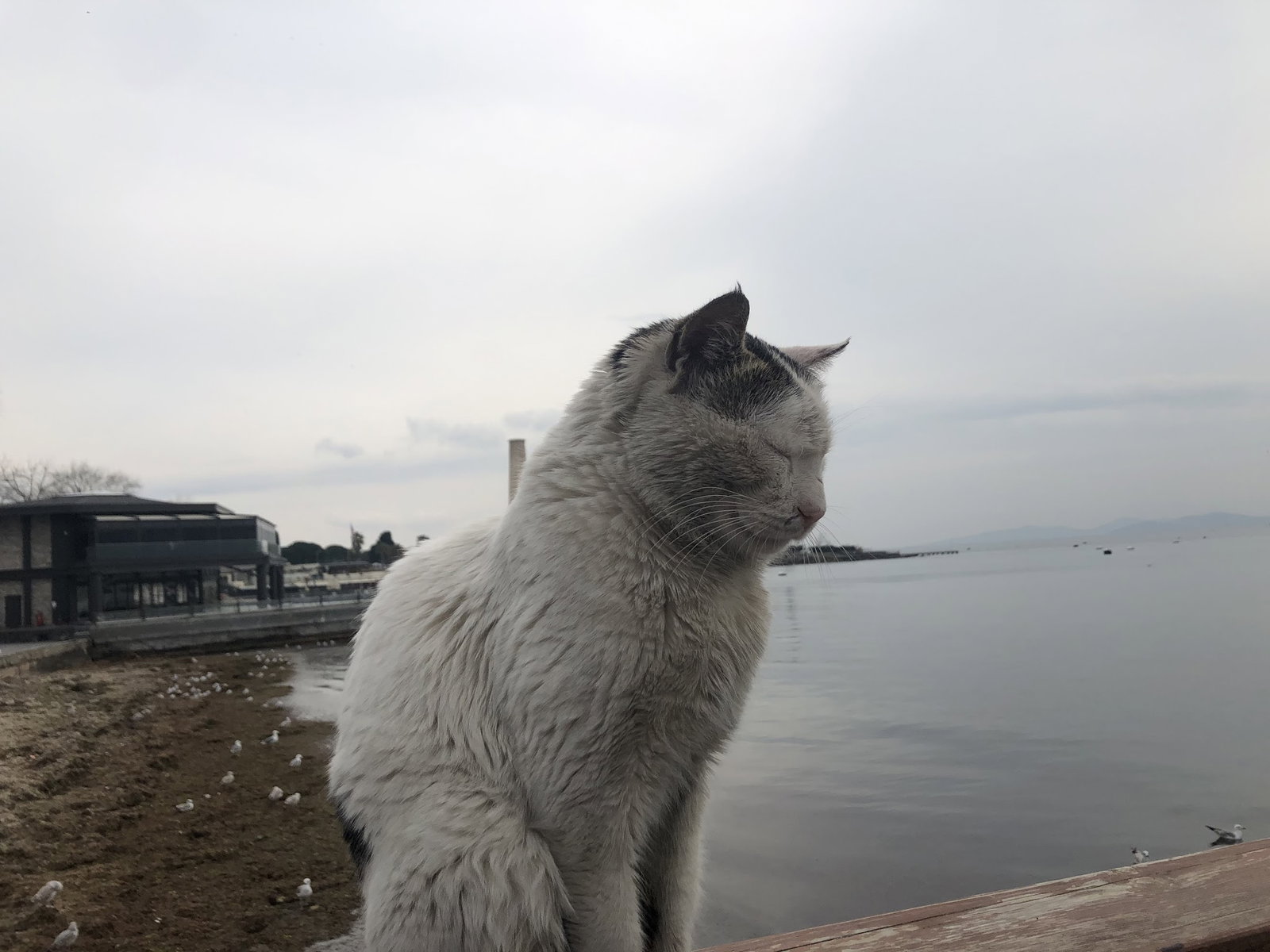 Khalkedon Fenerbahçe