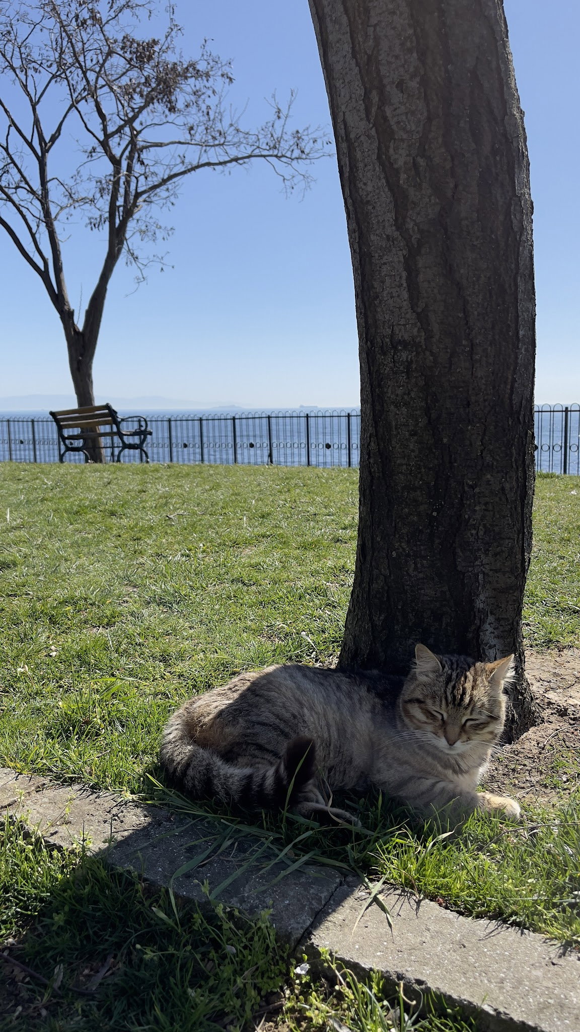 Khalkedon Fenerbahçe