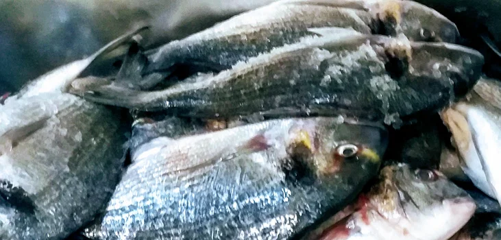 Ali̇ço Balik Evi̇ resimleri